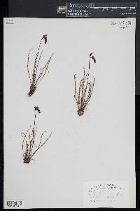Drosera filiformis image