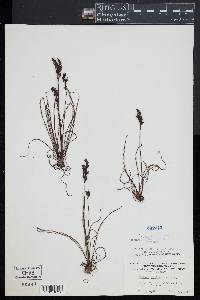 Drosera filiformis image