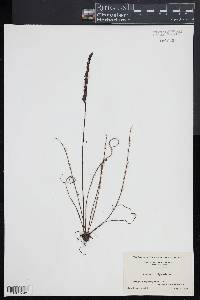 Drosera filiformis image