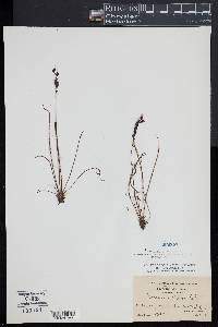 Drosera filiformis image