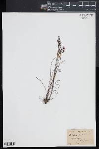 Drosera filiformis image