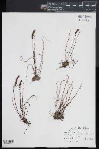 Drosera filiformis image