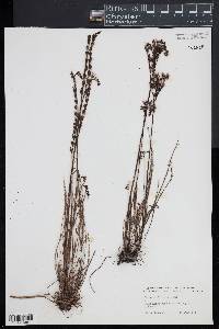 Drosera filiformis image