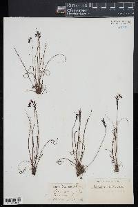 Drosera filiformis image