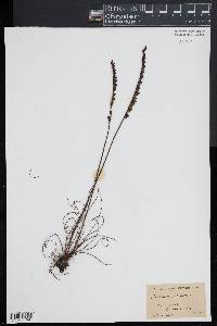 Drosera filiformis image