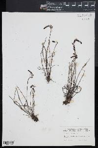 Drosera filiformis image