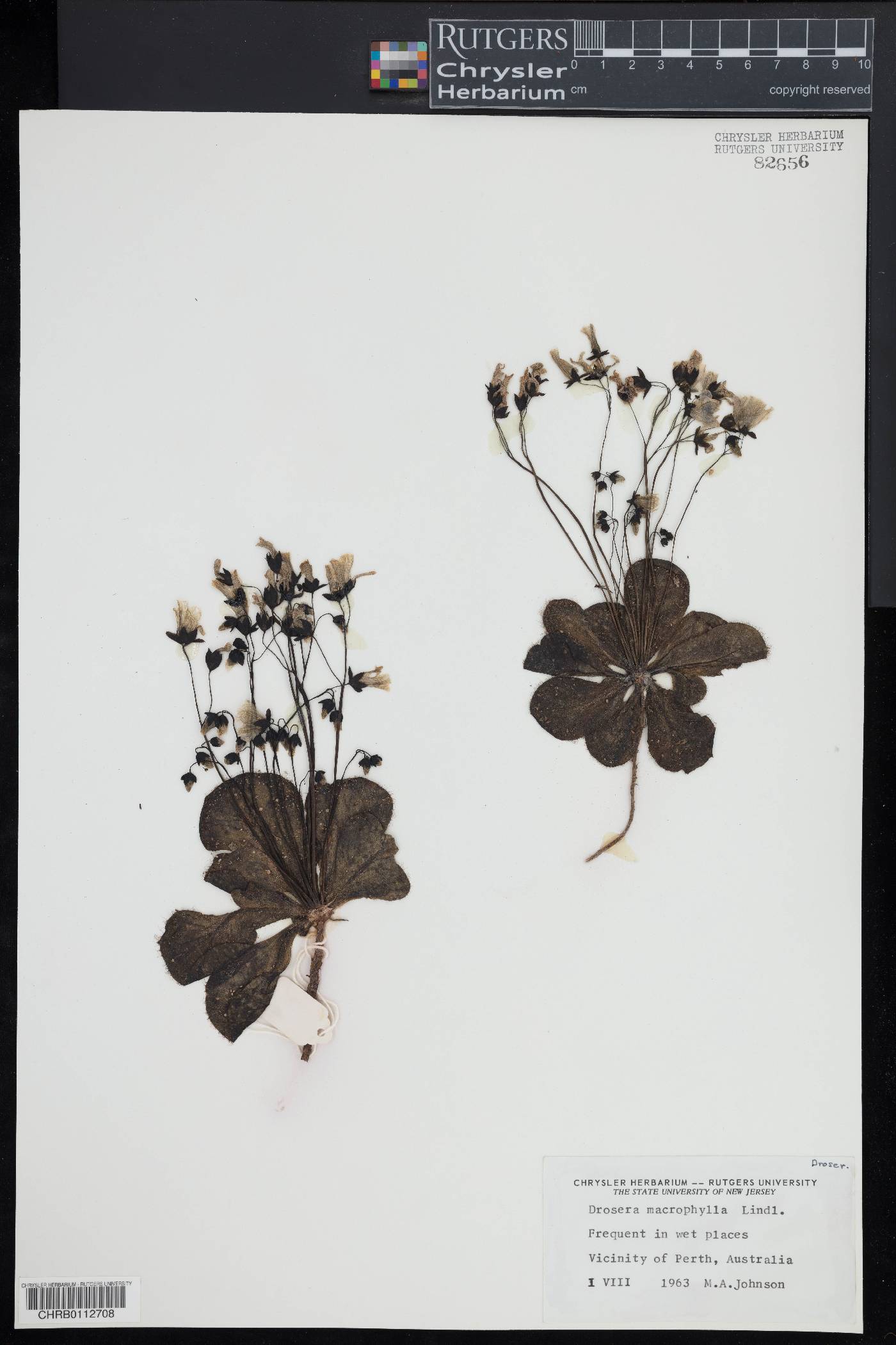 Drosera macrophylla image