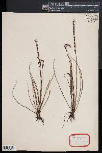 Drosera filiformis image