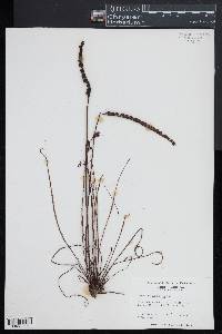 Drosera filiformis image