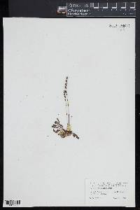 Drosera intermedia image