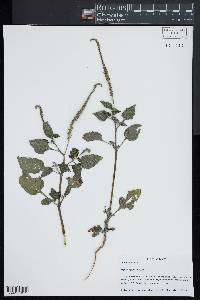 Heliotropium indicum image