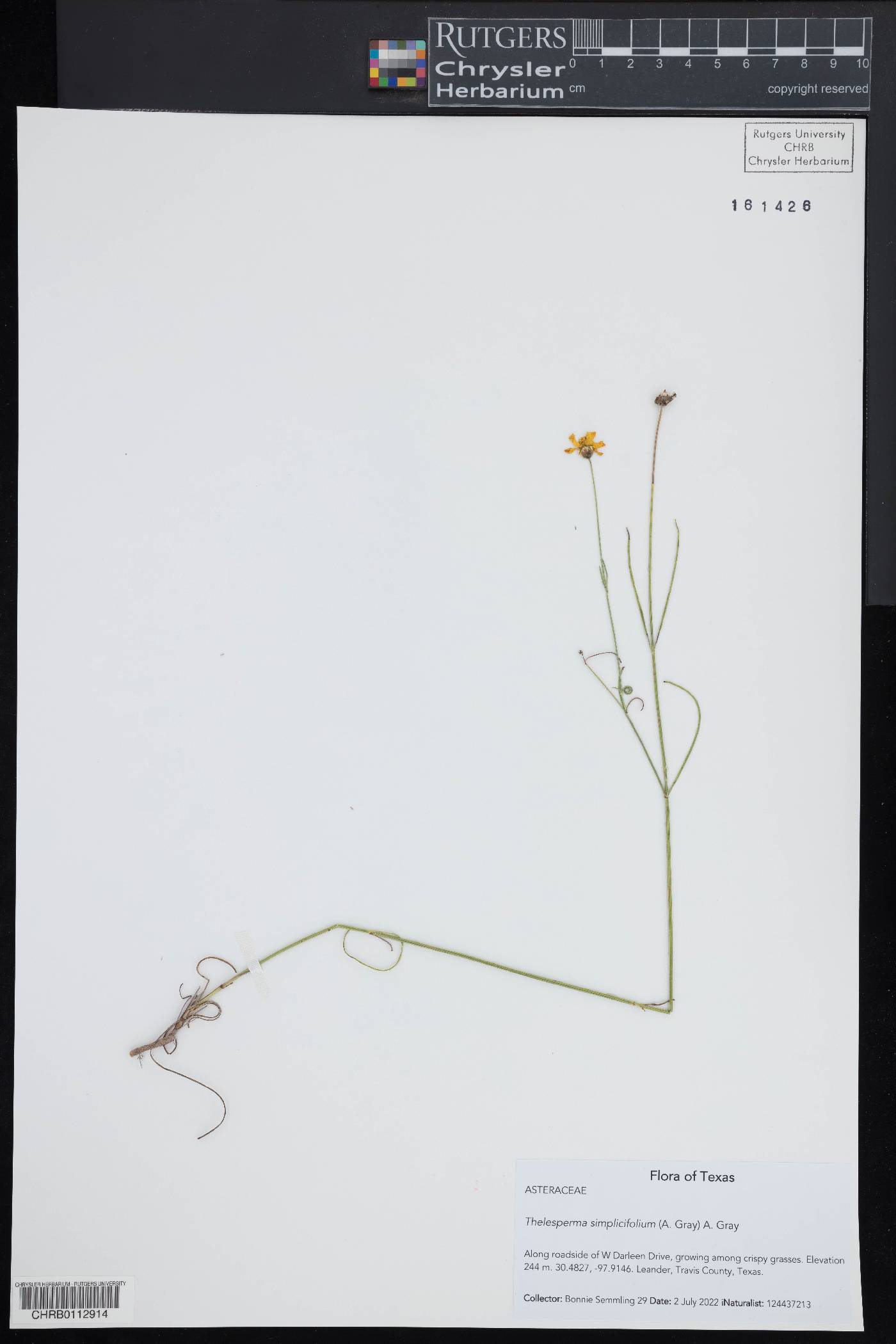 Thelesperma simplicifolium image