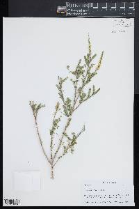 Eysenhardtia texana image