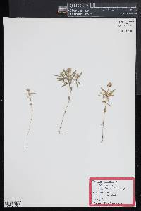 Polygala cruciata image