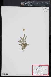 Polygala lutea image