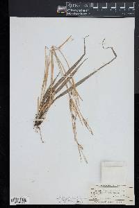 Carex striatula image