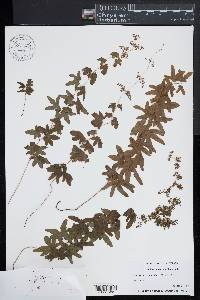 Lygodium palmatum image