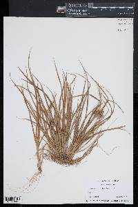 Carex viridula image