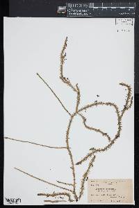 Lycopodium inundatum image