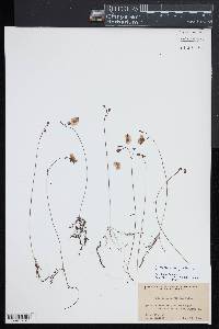 Utricularia gibba image