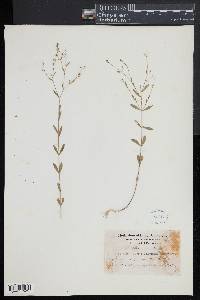 Linum virginianum image