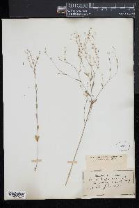 Linum virginianum image