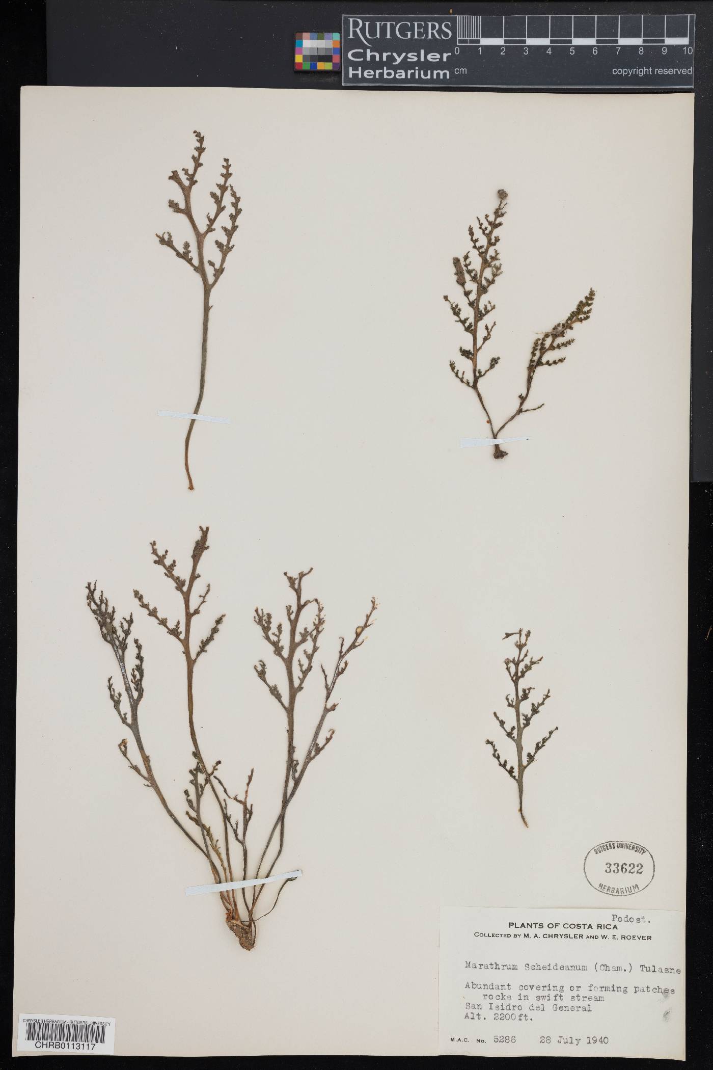 Marathrum schiedeanum image