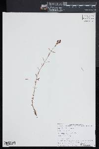 Hypericum canadense image