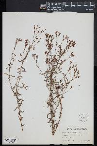 Hypericum canadense image