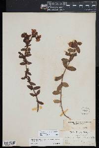 Hypericum crux-andreae image