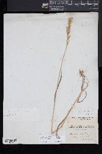 Bromus racemosus image