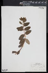 Hypericum hookerianum image