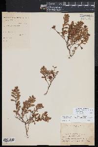 Hypericum hypericoides subsp. multicaule image