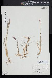 Achnatherum calamagrostis image