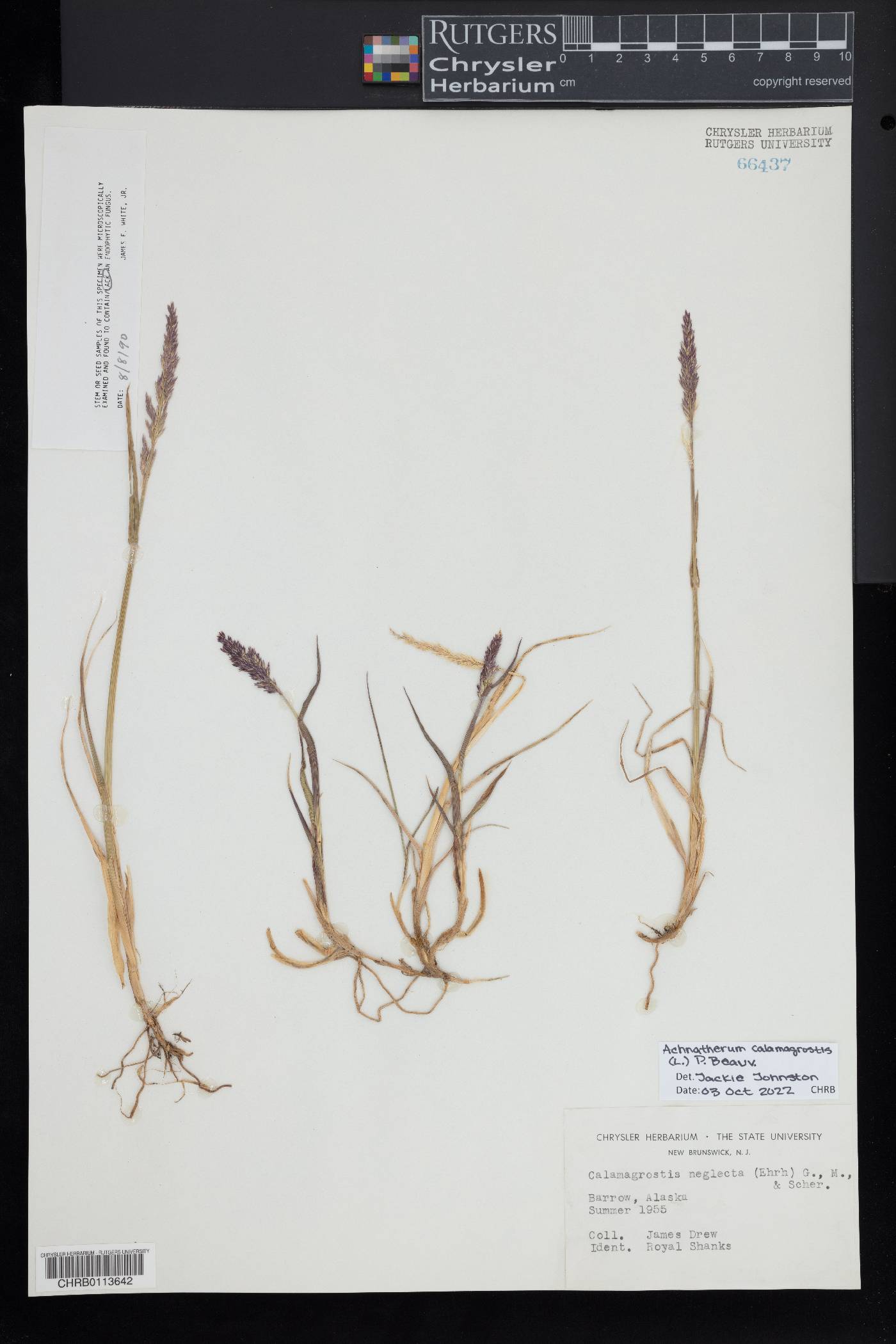 Achnatherum calamagrostis image