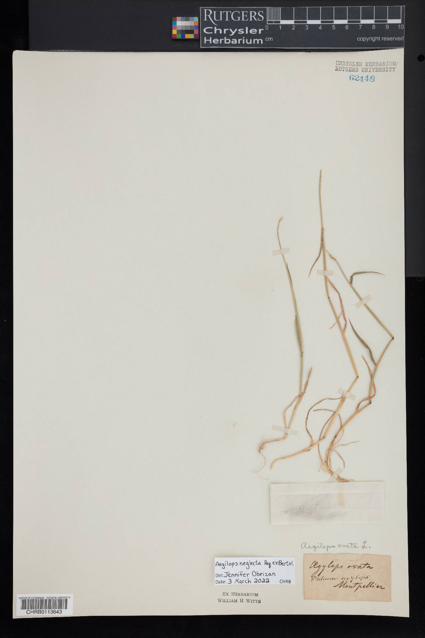 Aegilops neglecta image