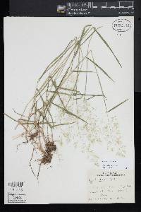 Agrostis capillaris image