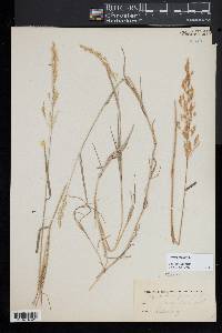 Agrostis capillaris image