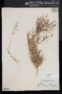 Agrostis canina image