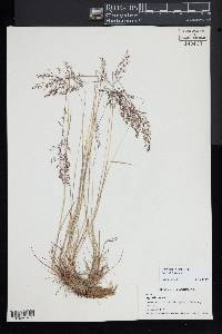 Agrostis canina image