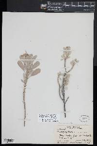 Geranium cuneatum image