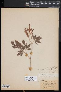 Aruncus dioicus image