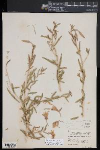 Oenothera pallida image