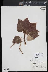 Populus balsamifera image