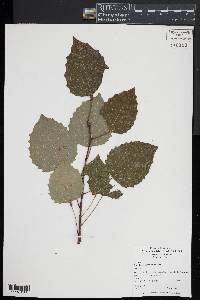 Populus grandidentata image