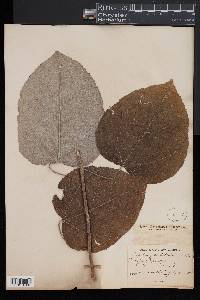 Populus grandidentata image