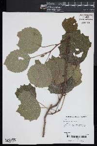 Populus grandidentata image