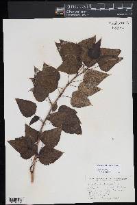 Media resource of Populus tristis