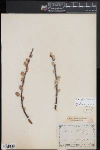 Image of Salix appendiculata