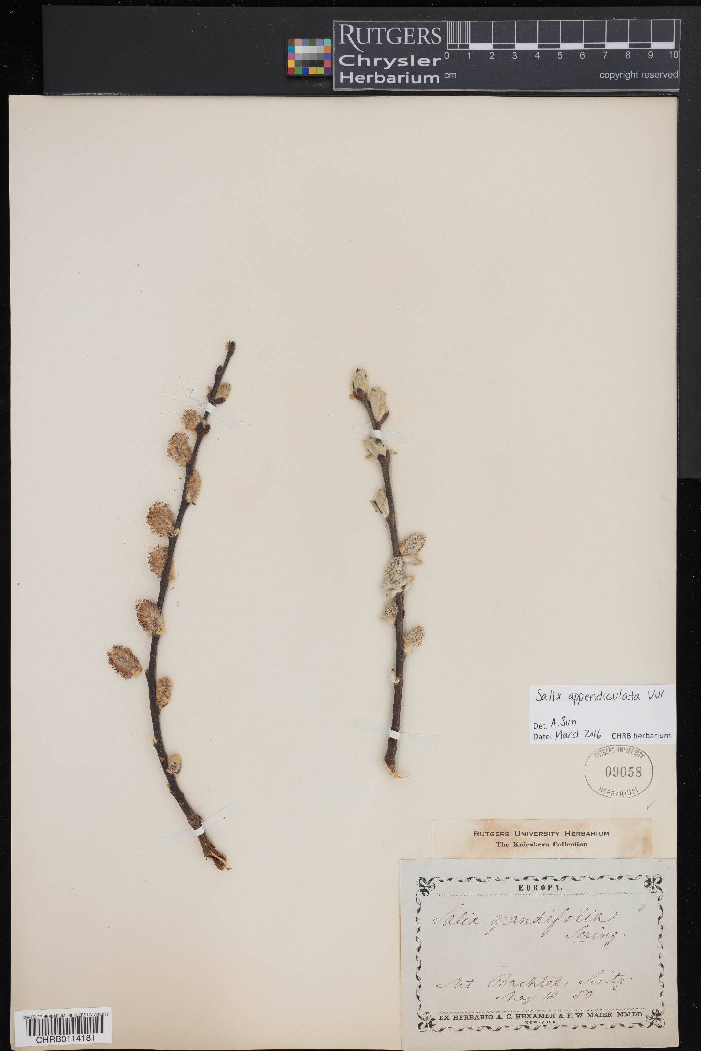 Salix appendiculata image